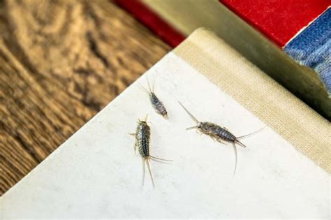 nem böceği ile mücadele